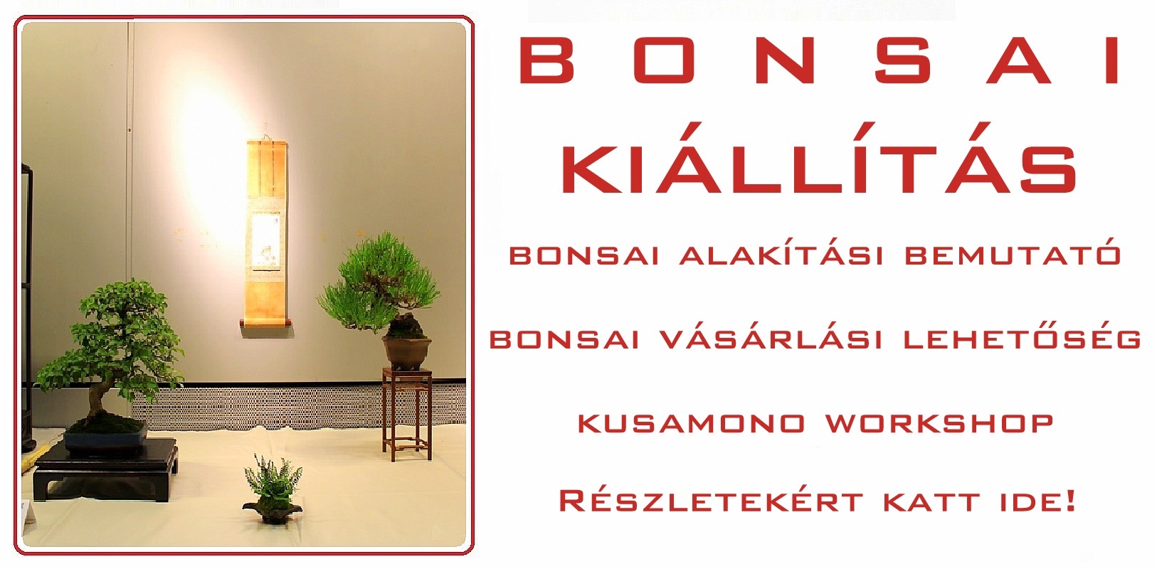 bonsai, bonsai kiallitas, fovarosi allat es novenykert, allatkert, budapest, marczika bonsai studio erd, hungary bonsai kiallitas a fovarosi allat es novenykert barlangtermeben